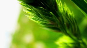 Preview wallpaper plant, blur, green