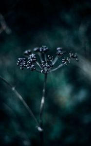 Preview wallpaper plant, branch, berries, dark, blur, macro