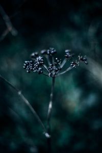 Preview wallpaper plant, branch, berries, dark, blur, macro