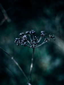 Preview wallpaper plant, branch, berries, dark, blur, macro