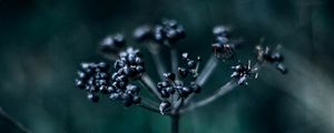 Preview wallpaper plant, branch, berries, dark, blur, macro