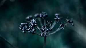 Preview wallpaper plant, branch, berries, dark, blur, macro