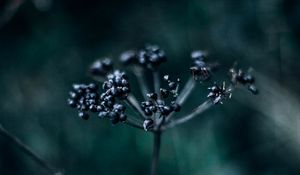 Preview wallpaper plant, branch, berries, dark, blur, macro