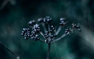 Preview wallpaper plant, branch, berries, dark, blur, macro