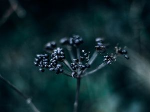 Preview wallpaper plant, branch, berries, dark, blur, macro