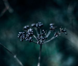 Preview wallpaper plant, branch, berries, dark, blur, macro