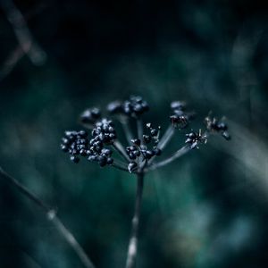 Preview wallpaper plant, branch, berries, dark, blur, macro