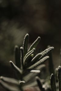 Preview wallpaper plant, branch, blur