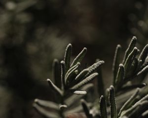 Preview wallpaper plant, branch, blur