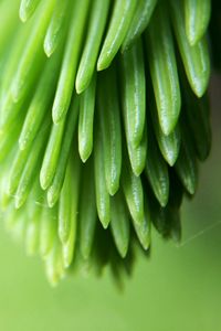 Preview wallpaper plant, branch, close-up, blurred