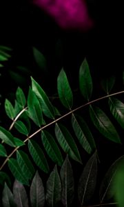 Preview wallpaper plant, branch, dark, macro, forest