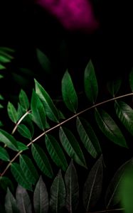 Preview wallpaper plant, branch, dark, macro, forest