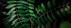 Preview wallpaper plant, branch, dark, macro, forest