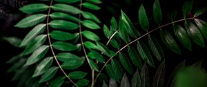 Preview wallpaper plant, branch, dark, macro, forest