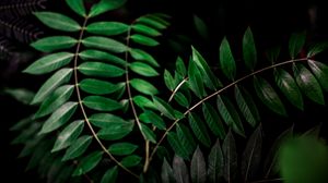 Preview wallpaper plant, branch, dark, macro, forest