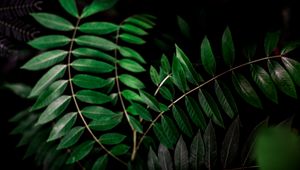 Preview wallpaper plant, branch, dark, macro, forest