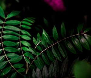 Preview wallpaper plant, branch, dark, macro, forest