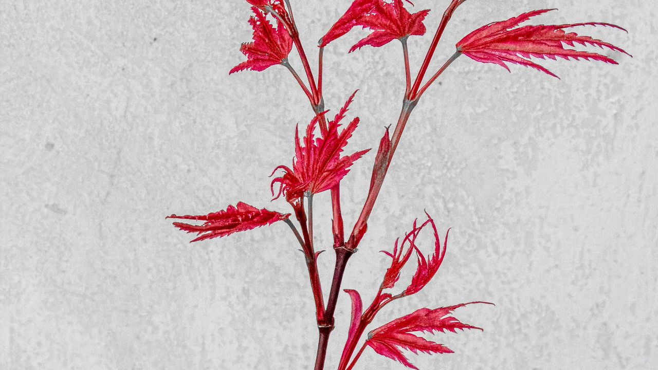Wallpaper plant, branch, leaves, red, white background