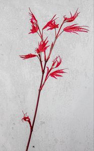 Preview wallpaper plant, branch, leaves, red, white background