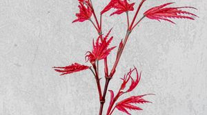 Preview wallpaper plant, branch, leaves, red, white background