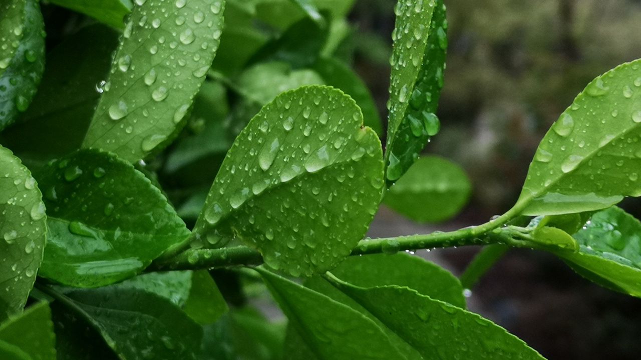 Wallpaper plant, branch, leaves, drops, macro, green