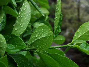 Preview wallpaper plant, branch, leaves, drops, macro, green