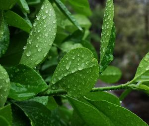 Preview wallpaper plant, branch, leaves, drops, macro, green