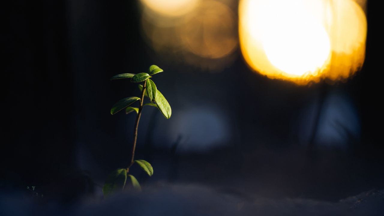 Wallpaper plant, branch, leaves, blur, dark