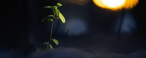Preview wallpaper plant, branch, leaves, blur, dark