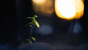 Preview wallpaper plant, branch, leaves, blur, dark