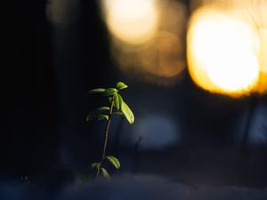 Preview wallpaper plant, branch, leaves, blur, dark