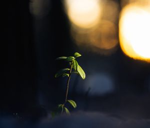 Preview wallpaper plant, branch, leaves, blur, dark