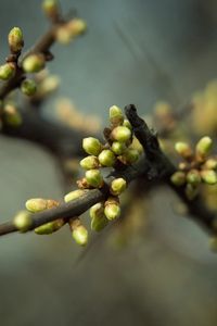 Preview wallpaper plant, branch, leaves, buds, spring