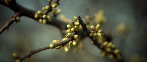 Preview wallpaper plant, branch, leaves, buds, spring