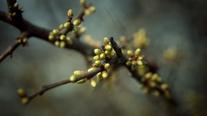 Preview wallpaper plant, branch, leaves, buds, spring