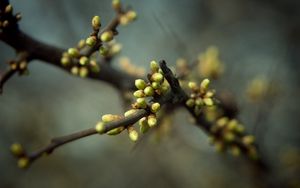 Preview wallpaper plant, branch, leaves, buds, spring