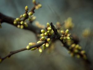 Preview wallpaper plant, branch, leaves, buds, spring