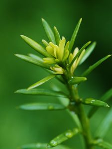 Preview wallpaper plant, branch, macro, green