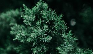 Preview wallpaper plant, branch, needles, green, bush