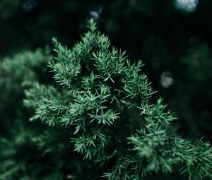 Preview wallpaper plant, branch, needles, green, bush