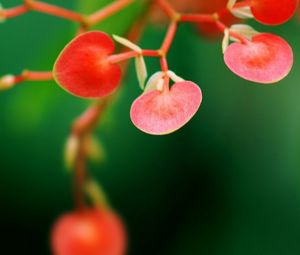 Preview wallpaper plant, branch, stem