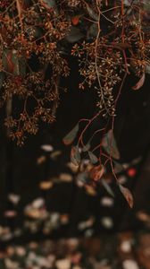 Preview wallpaper plant, branches, bunches, leaves, macro