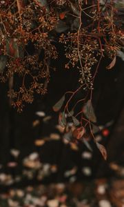 Preview wallpaper plant, branches, bunches, leaves, macro