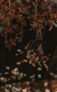 Preview wallpaper plant, branches, bunches, leaves, macro