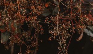 Preview wallpaper plant, branches, bunches, leaves, macro