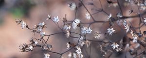 Preview wallpaper plant, branches, dry, macro, blur