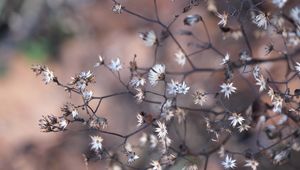 Preview wallpaper plant, branches, dry, macro, blur