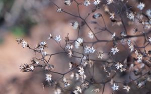 Preview wallpaper plant, branches, dry, macro, blur