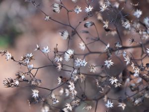 Preview wallpaper plant, branches, dry, macro, blur