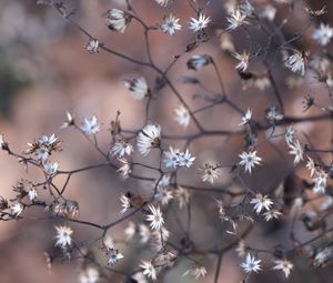 Preview wallpaper plant, branches, dry, macro, blur